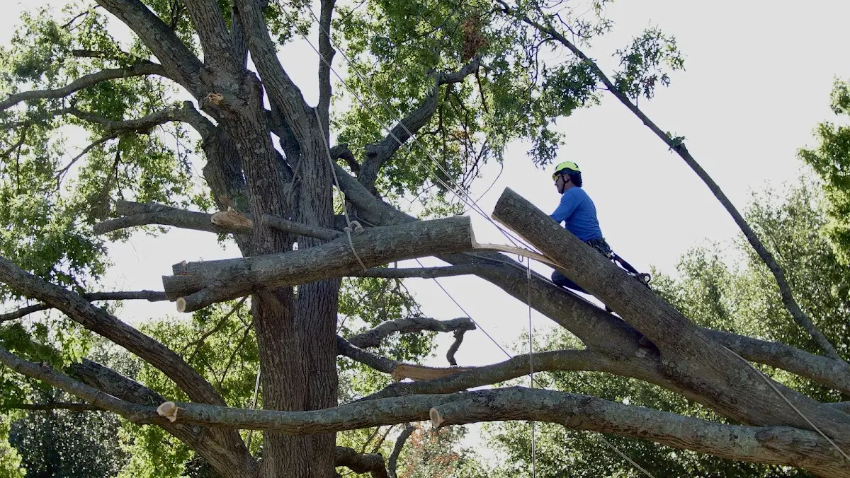 Professional Crown Thinning performed by certified arborists in Carr