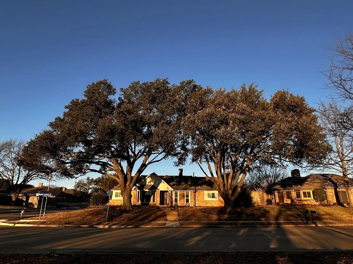 Established residential canopy tree shading a home in Carr